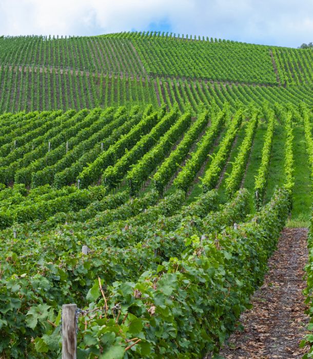 Haus kaufen in Offenbach (Queich) weinberge