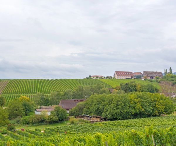 Immobilienmakler Neustadt (Weinstraße)