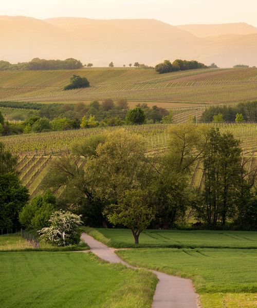 Immobilienmakler Germersheim landschaft 2
