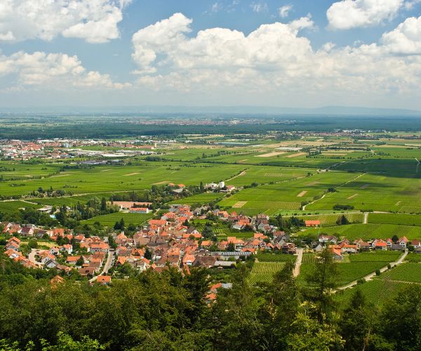 Immobilien­makler Edenkoben dorf
